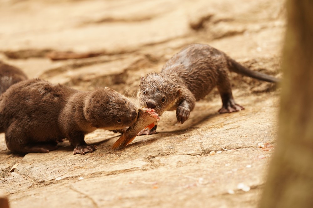 Foto: © Zoo Dresden