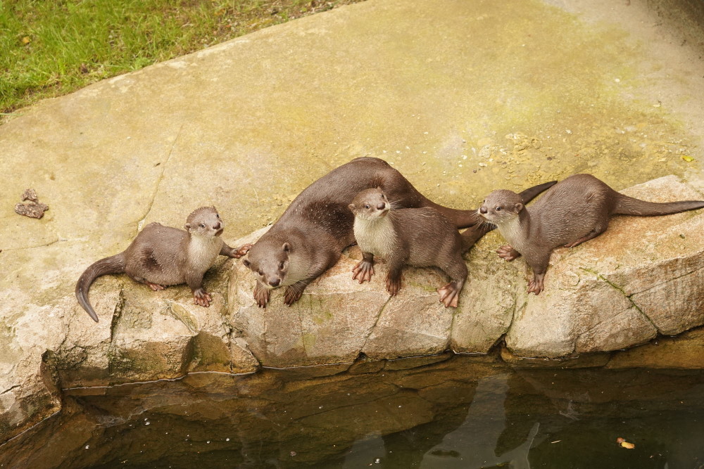 Foto: © Zoo Dresden