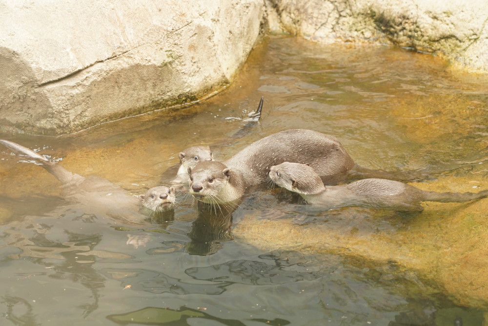 Foto: © Zoo Dresden