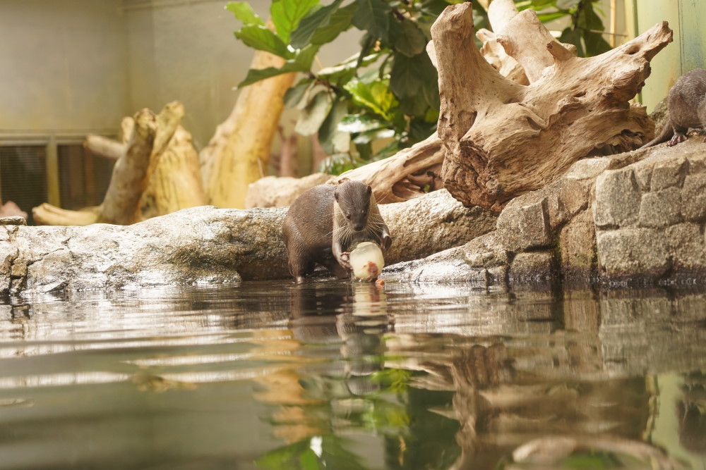 Foto: © Zoo Dresden