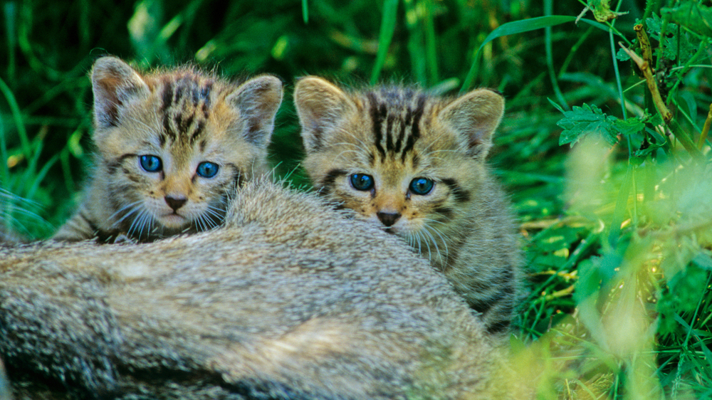 Junge Wildkatzen. Foto:  Thomas Stephan