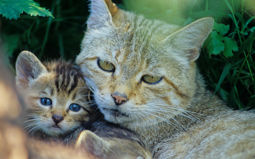 Wildkatze Familie. Foto: Tthomas Stephan