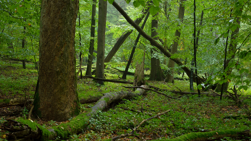Wildkatze Wald. Foto:  Thomas Stephan