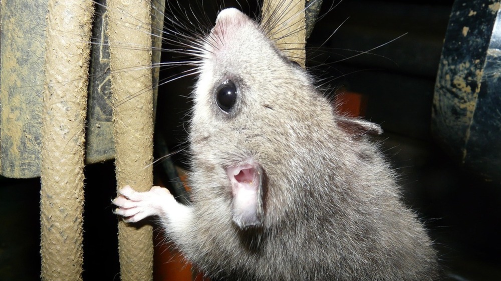 Am Freitag ist Siebenschläfertag, was steckt hinter dieser Bauernregel? Symbolfoto (Pixabay)