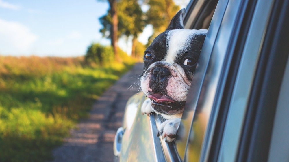 Haustiere sicher im Auto transportieren. Symbolfoto (Pixabay)