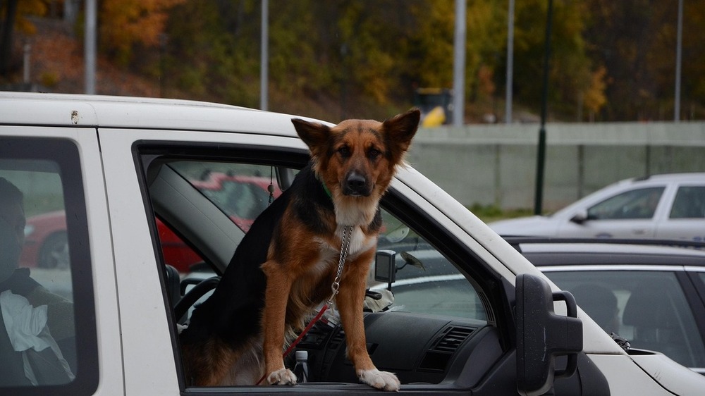 Haustiere sicher im Auto transportieren. Symbolfoto (Pixabay)