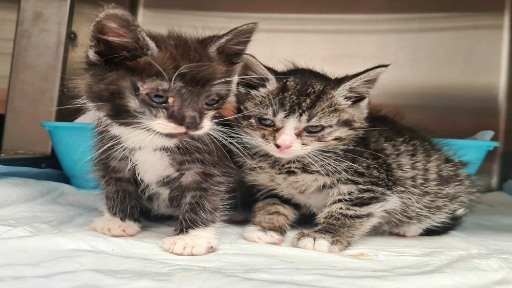  Jeder Einzelne kann sich für Straßenkatzen stark machen.   Foto:Tierschutzverein Mühlhausen 