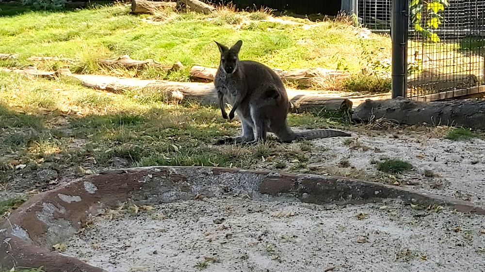 Wer springt am weitesten, beim Känguru kann sich jeder gern einmal testen. Foto: MeiDresden.de/ Frank Loose