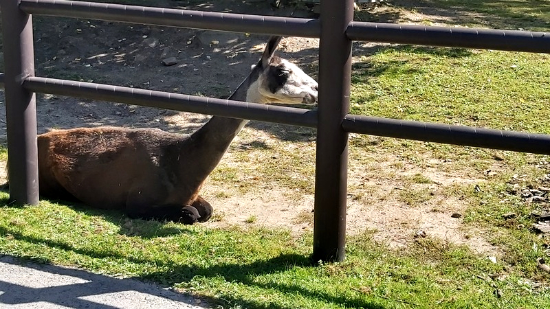 Zu den Favoriten vieler Zoobesucher zählen auch die Lamas. Foto: MeiDresden.de/ Frank Loose