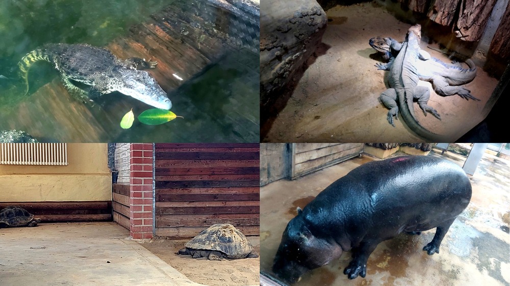 Krokodile, Wasserschwein und Riesenschildkröten freuen sich immer über einen Besuch. Foto: MeiDresden.de/ Frank Loose