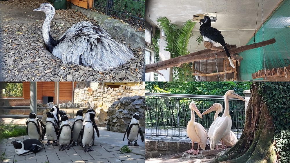 Ob beim Schaulaufen der Pinguine oder beim Anblick der majestätischen Pelikane, in der vielfältigen Vogelwelt des Zoos kommt jeder auf seine Kosten. Foto: MeiDresden.de/ Frank Loose
