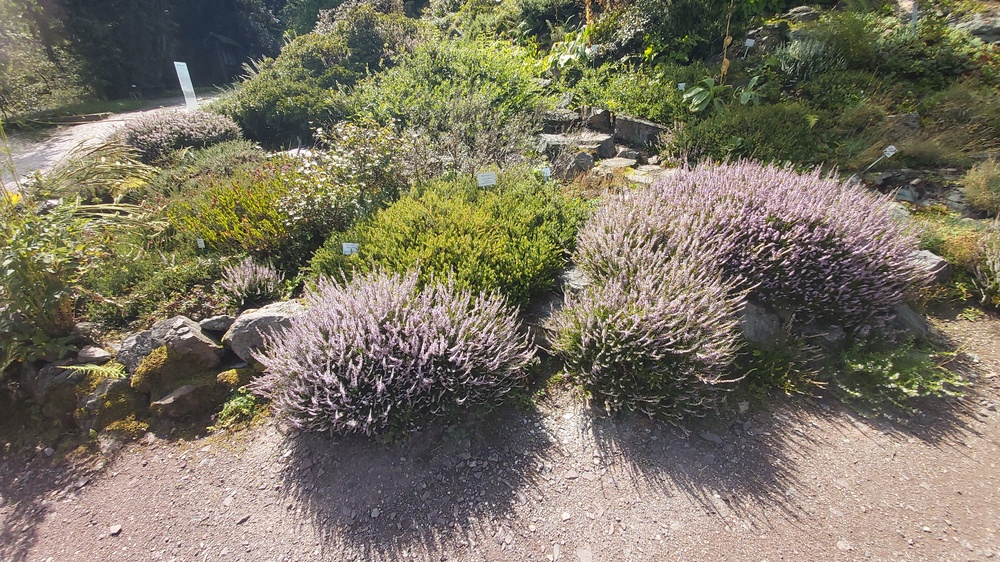 Im Forstbotanischen Garten erwartet den Besucher eine Vielfalt an Pflanzen und Gehölzen. Foto: MeiDresden.de