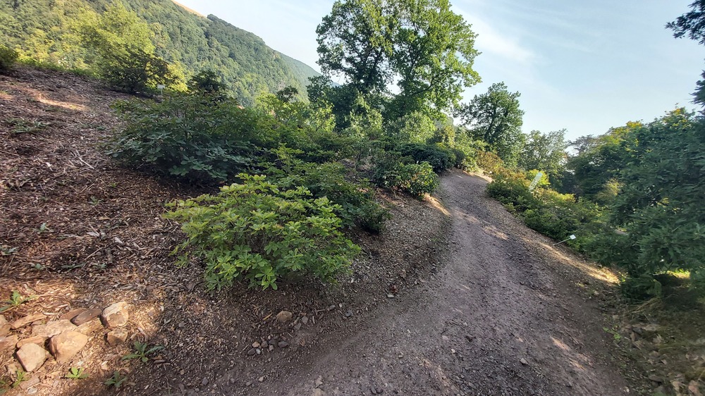 Im Forstbotanischen Garten erwartet den Besucher eine Vielfalt an Pflanzen und Gehölzen. Foto: MeiDresden.de