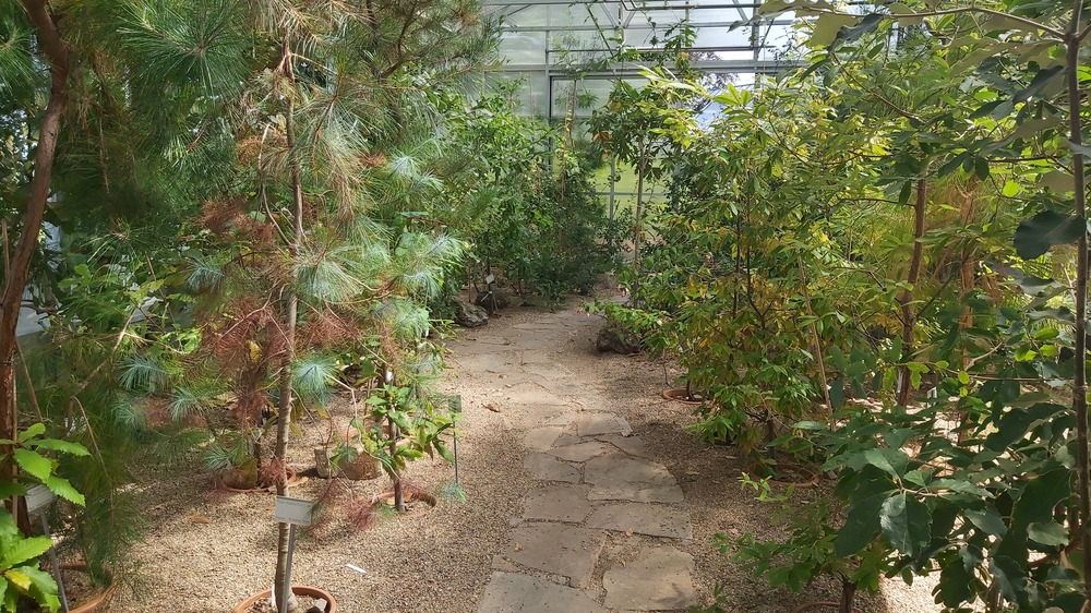 Ein Besuch 2 stöckigen Gewächshaus  oberhalb der Rosentreppe  ist empfehlenswert. Foto: MeiDresden.de