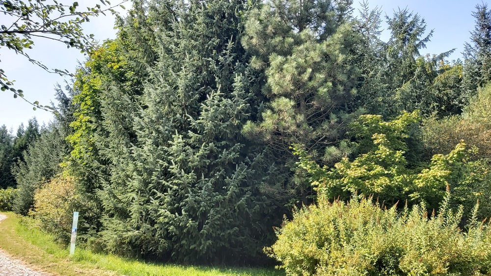 Die Vielfalt der Wälder Nordamerikas entdecken. Foto: MeiDresden.de