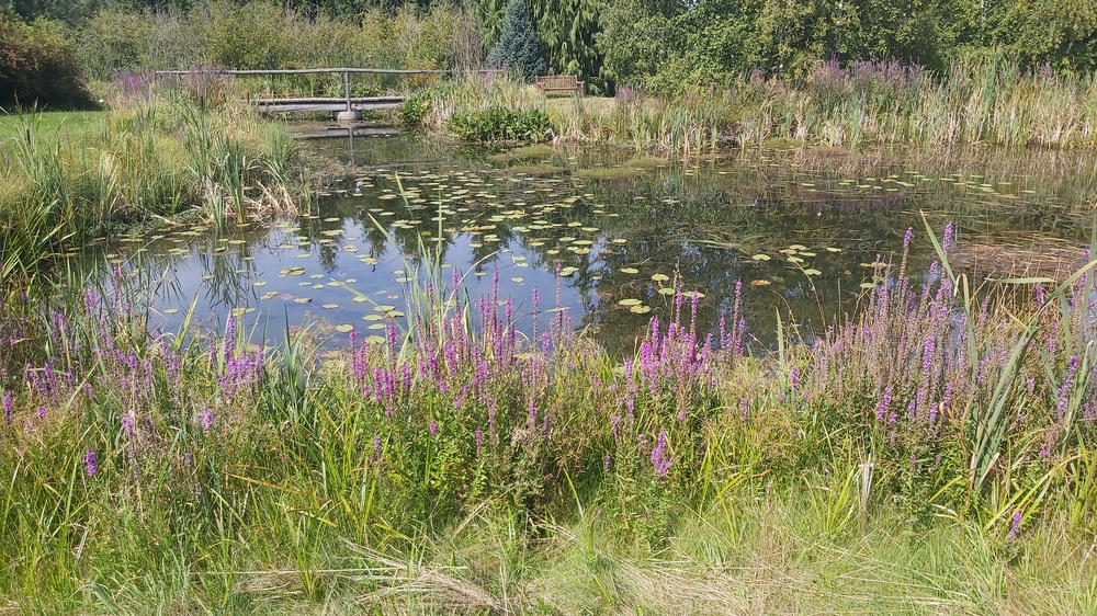 Während der Pause  geniesst man den See mit all seiner Pflanzenpracht. Foto: MeiDresden.de