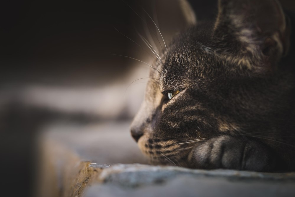 Symbolfoto Pixabay