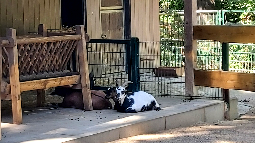 Sie sind die Lieblinge vorallem bei Kindern, die Ziegen. Foto: MeiDresden.de