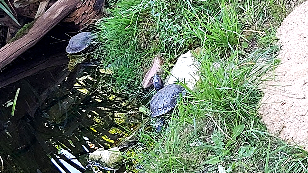 Den Minischildkröten kann man stundenlang zuschauen. Foto: MeiDresden.de