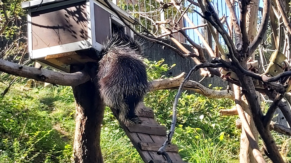 Auch die stacheligen Freunde sind im Tierpark Riesa zu Hause. Foto: MeiDresden.de