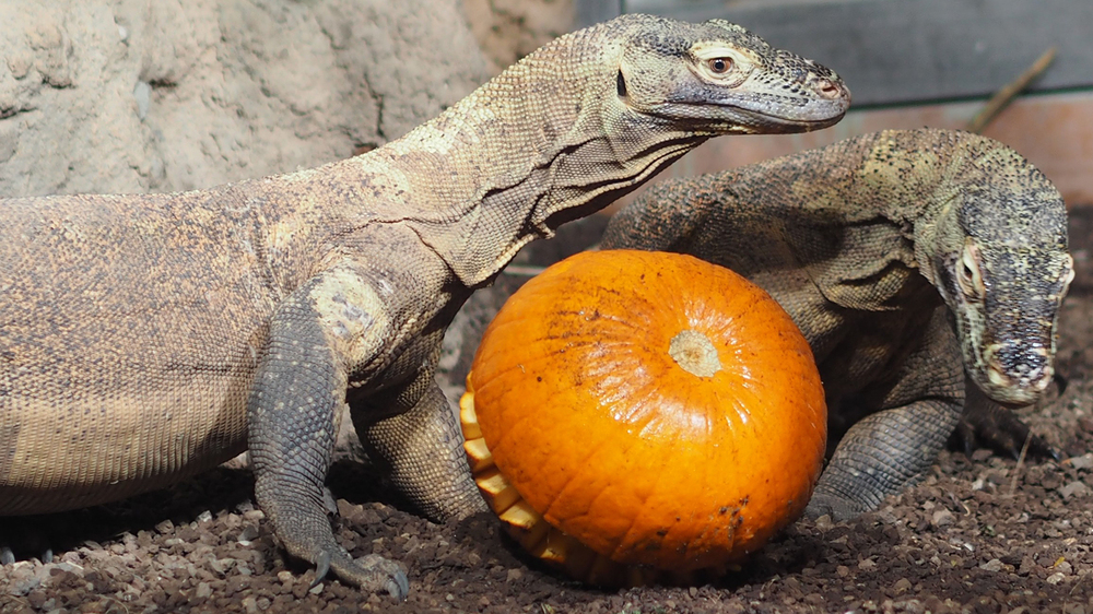 Kürbiszeit bei den Komodowaranen Foto: Zoo Leipzig