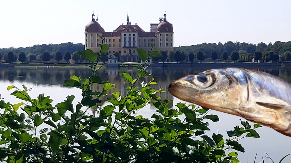 Fisch und Waldfest Moritzburg - Ein Fest nicht nur für Fischliebhaber. Fotomontage: MeiDresden.de
