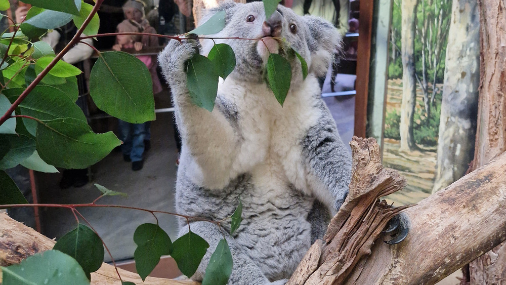 Koala Erlinga mit gefülltem Beutel @ Zoo Leipzig