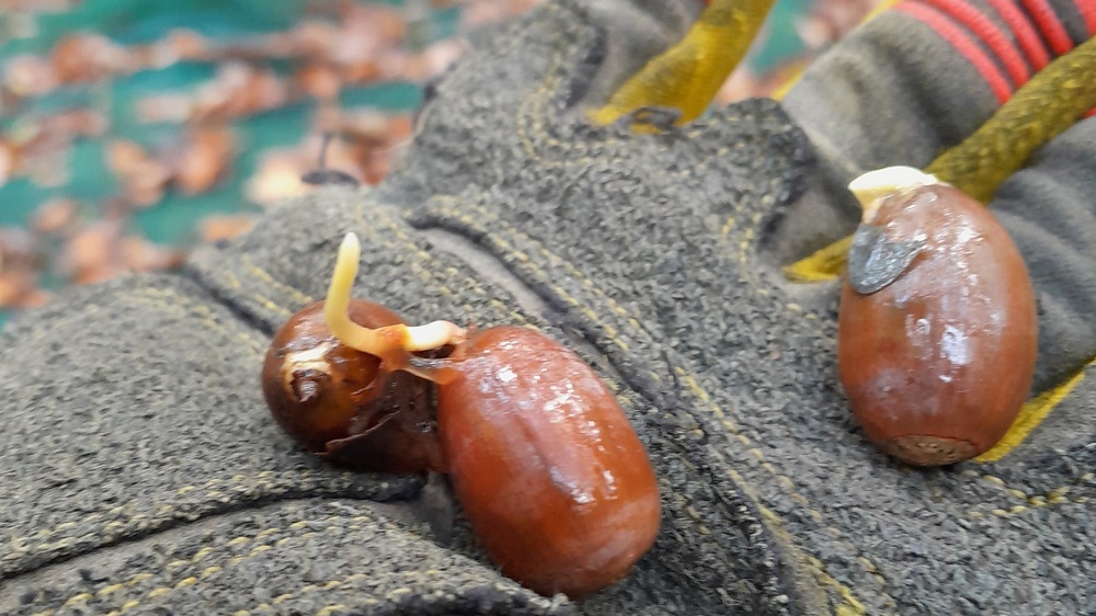 Die aufgefangenen Eicheln lagen am Erntetag noch nicht lange am Boden, trieben aufgrund der Feuchtigkeit aber bereits Keimlinge aus.. Foto: C. Teuschner