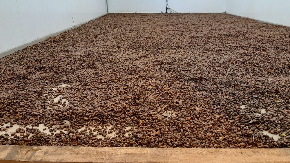 Bevor die Eicheln zur Lagerung in Kisten gefüllt werden, trocknen sie in einem Kühlraum der Forstbaumschule von Sachsenforst in Graupa.. Foto: C. Teuschner