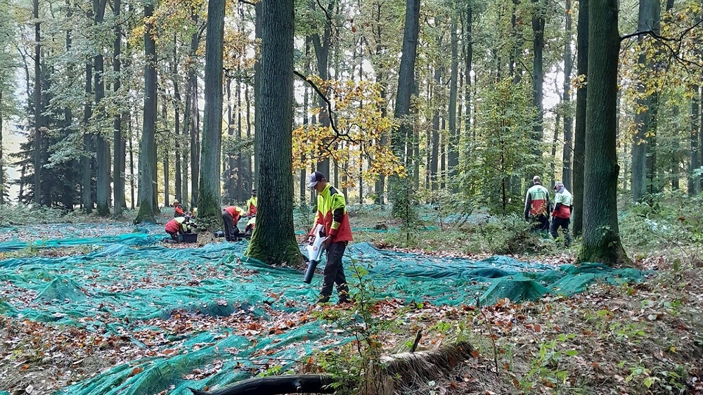 Im September legten die Auszubildenden und ihre Lehrmeister unter den Traubeneichen im Saatgutbestand im Forstrevier Königstein ca. 100 Netze von je ca. 10 m² Größe zum Auffangen von Eicheln aus. Zum Erntetag konnten sie die Eicheln daraus leicht absammeln Foto: C. Teuschner
