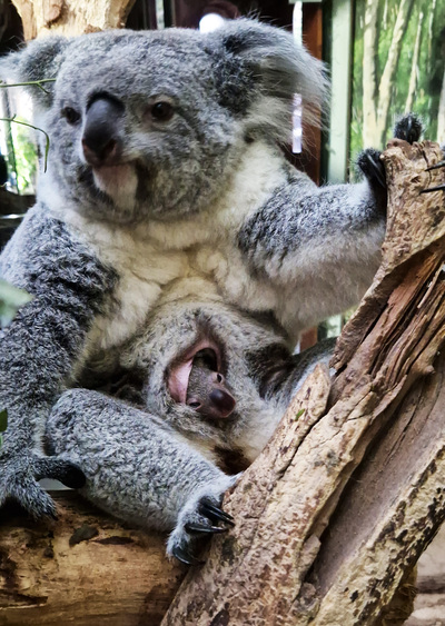 Koalajungtier guckt aus dem Beutel heraus Foto: Zoo Leipzig