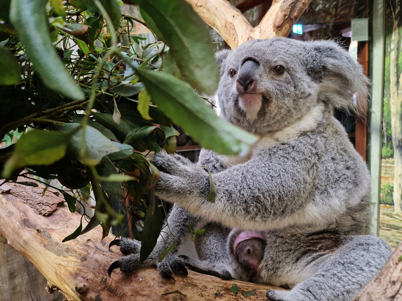 Koalaweibchen Erlinga mit Nachwuchs Foto:  Zoo Leipzig