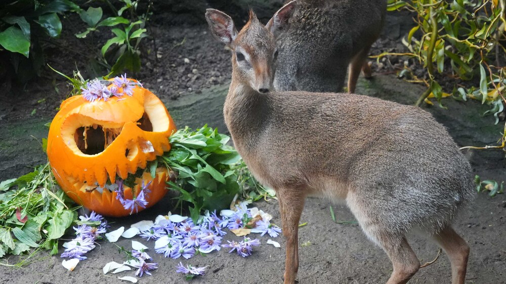 Kürbis beim Kirk Dikdik Foto:  Zoo Leipzig