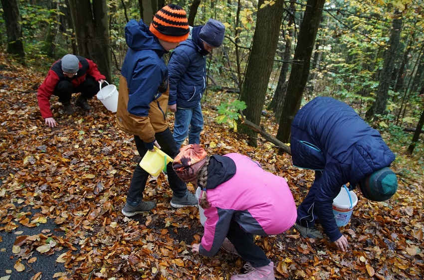 Auch die Eichen haben in diesem Jahr üppig Früchte getragen: Im raschelnden Laub fanden die Junior Ranger viele Eicheln und konnten ihre Eimer rasch damit füllen.  Foto: K. Partzsch