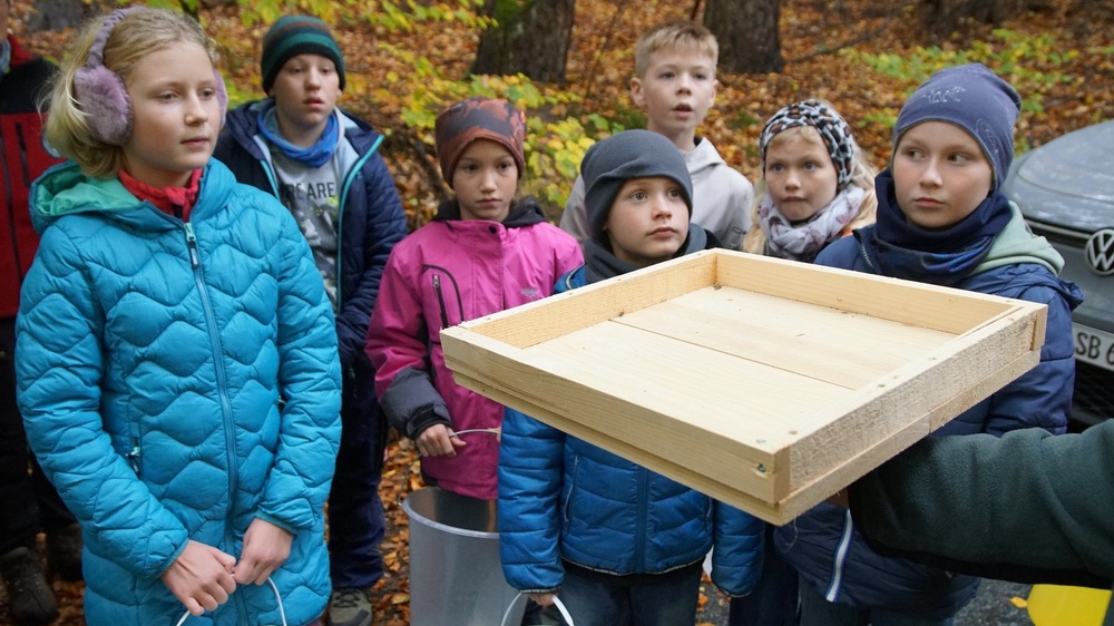 Die Kinder der Junior Ranger-Gruppe Rosenthal besuchten den Wald im Forstrevier Lohmen und sammelten hier in einem zertifizierten Saatgutbestand Eicheln um damit sogenannte Hähertische zu befüllen.. Foto K. Partzsch