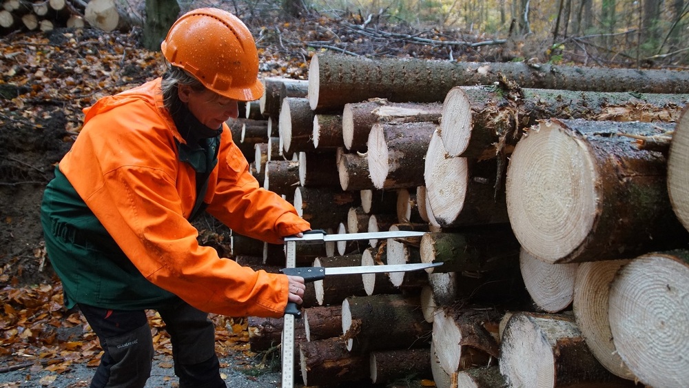 Annette Schmidt-Scharfe misst den Durchmesser der geschnittenen Holzsortimente mit Hilfe der sogenannten Kluppe, einer speziell für die Waldarbeit angepassten großen Schieblehre. Foto:  K. Partzsch