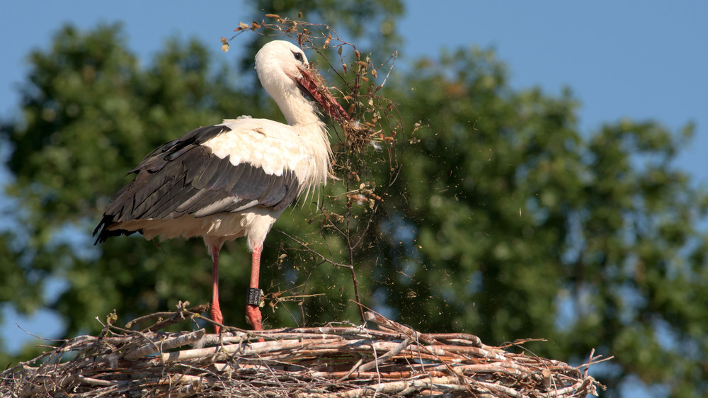 Weißstorch mit Nistmaterial . Foto:	Rita Priemer