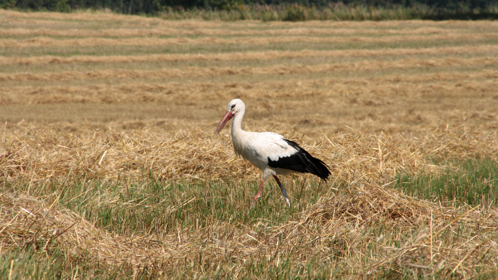Weißstorch auf dem Acker. Foto: NABU/ Eric Neuling