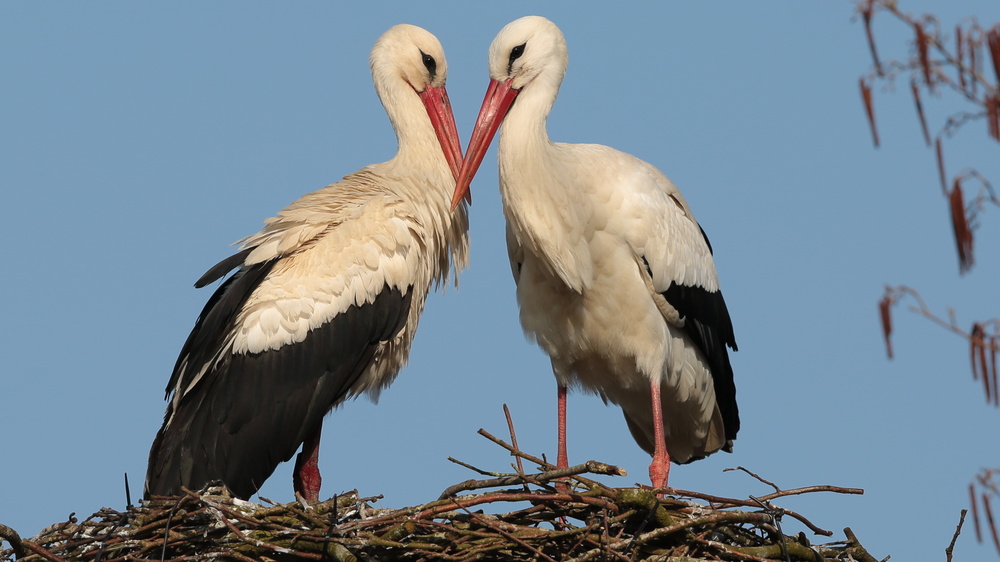 Weißstörche. Foto: Dorothea Bellmer