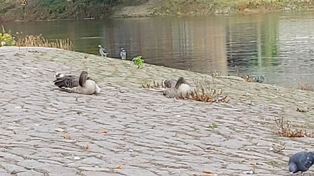 Erneut Fälle von Geflügelpest bei Wildvögeln in Sachsen bestätigt, auch die Enten am Blauen Wunder könnte es jederzeit treffen. Foto.MeiDresden.de