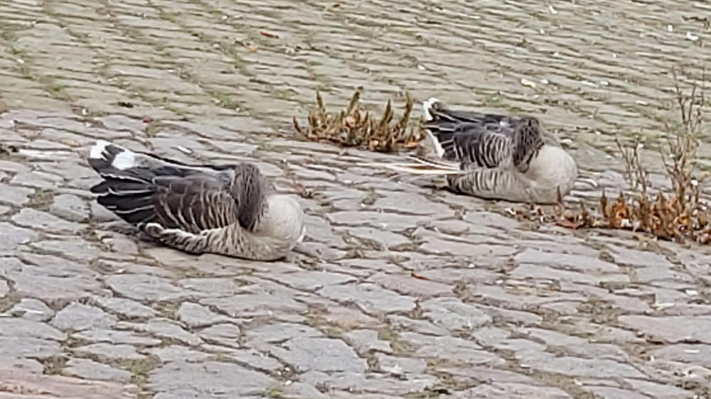 Erneut Fälle von Geflügelpest bei Wildvögeln in Sachsen bestätigt, auch die Enten am Blauen Wunder könnte es jederzeit treffen. Foto: MeiDresden.de