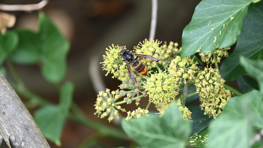 Asiatische Hornisse. Foto:Ina Siebert NABU-naturgucker.de.