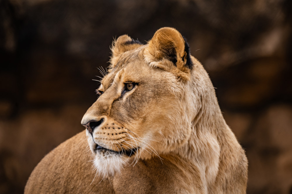 Löwin Abaja Zoo Dresden Foto: © Zoo Dresden, Illuminationdesign