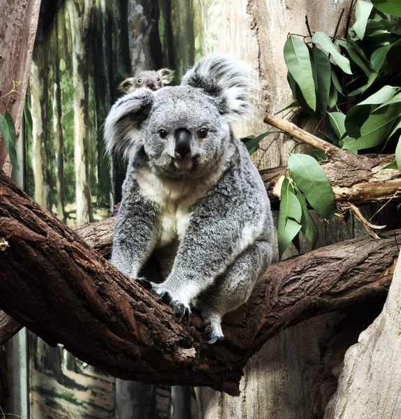 Erlinga mit Jungtier auf dem  Rücken. Foto: Zoo Leipzig