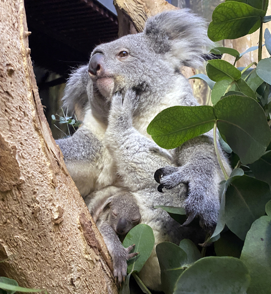 Koalaweibchen Erlinga mit Jungtier. Foto: Zoo Leipzig