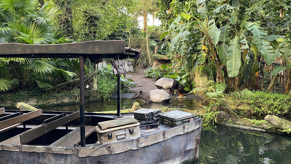 38 Schabrackentapire Nessa und Nuang in Gondwanaland. Foto: Zoo Leipzig