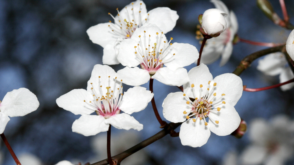 Kirschpflaume Foto: NABU/ Henning May