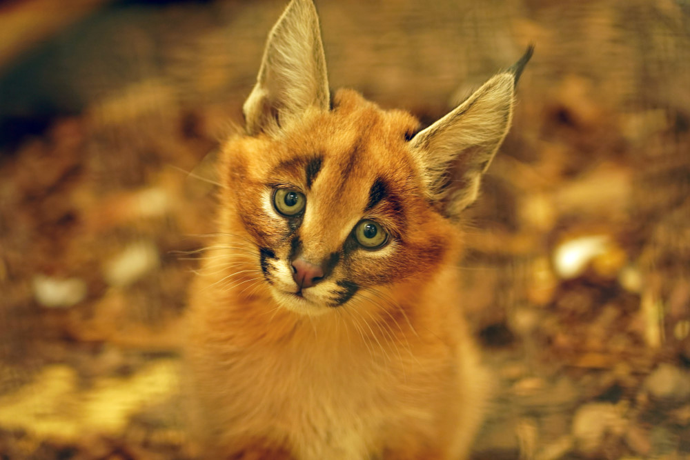 Karakal Jungtier Karlos  © Zoo Dresden