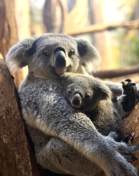 Erlinga und ihre Tochter  Foto: Zoo Leipzig