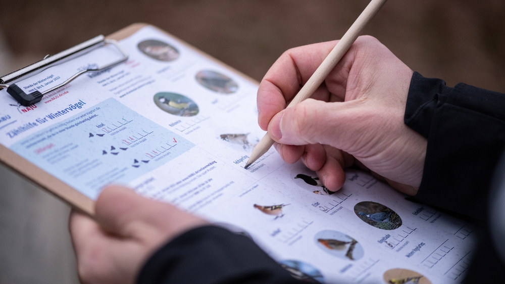 Zählhife für die Stunde der Wintervögel: Foto: NABU/Sebastian Hennigs